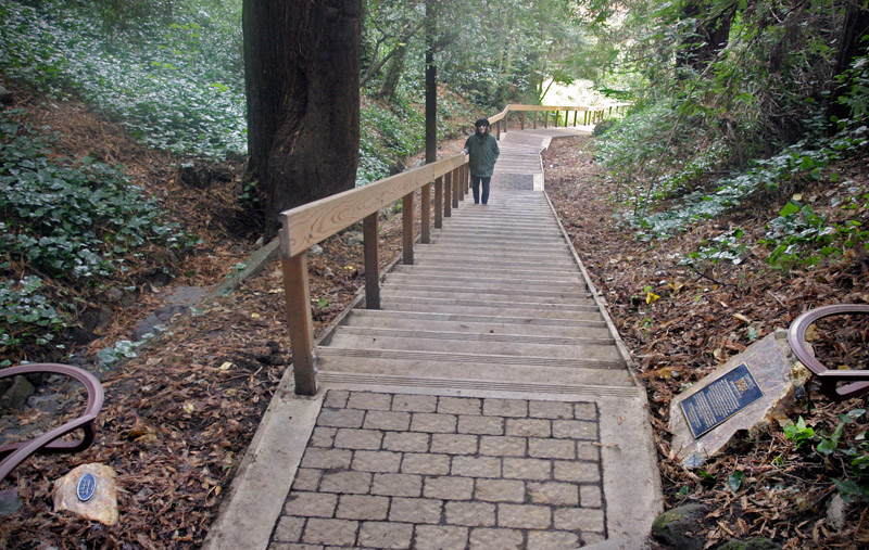 Dipsea Steps, Lanes & Trails - Mill Valley, CA